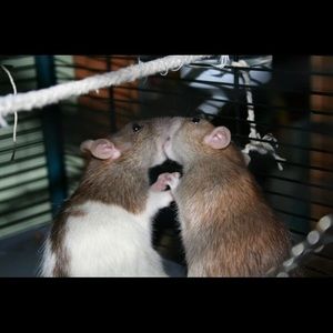 Meet your Posher, Maya